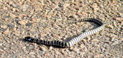 serpent 2a (2).jpg