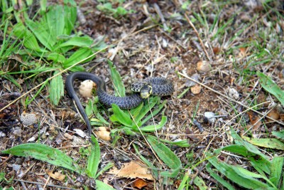 IMG_9803.JPG