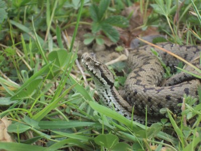 7avril2014 viper aspic.jpg