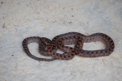 20140425 serpent2.jpg