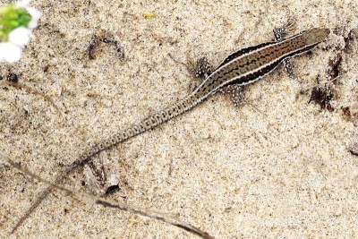 Reptile-Lezard-Capbreton-01391-(2).jpg