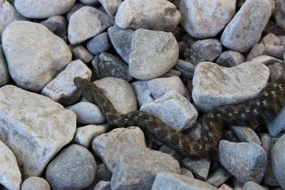 serpent Aix les bains (2).JPG