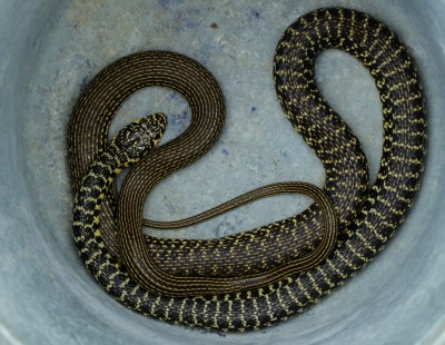 serpent.jpg