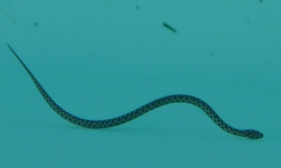serpent.JPG