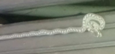 snake4.jpg