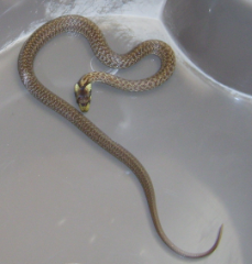 serpent.PNG