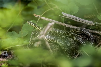 couleuvre_verte_et_jaune.jpg